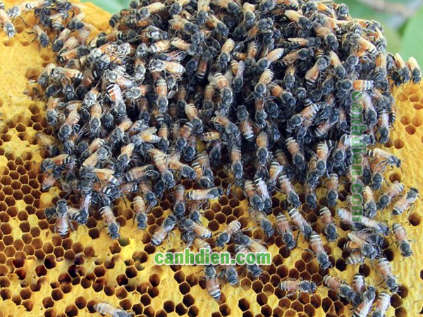Các Loài Ong Mật Ở Việt Nam